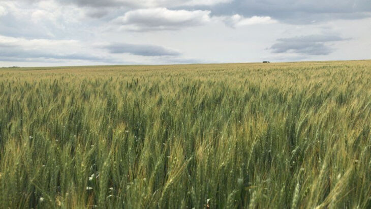 Trigo branqueador tem alto valor no mercado pois é utilizado pela indústria na mescla com trigos duros para corrigir a cor da farinha doméstica