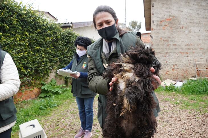 Animais serão levados para clínicas veterinárias (Fotos: Michel Sanderi/Divulgação PMPF)