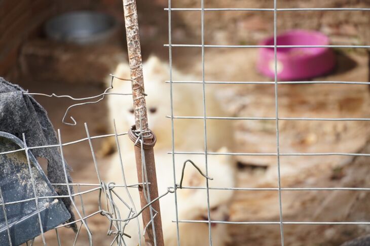 Animais estavam em situação de maus tratos (Foto: Michel Sanderi/Divulgação PMPF)