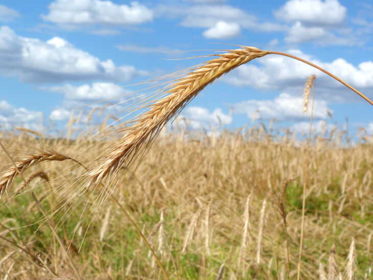 Passo Fundo tem mais de 90 mil hectares de área plantada do grão