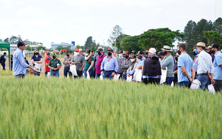 Produtores puderam conferir 20 cultivares do portfólio da cooperativa (Foto: Divulgação/ON)