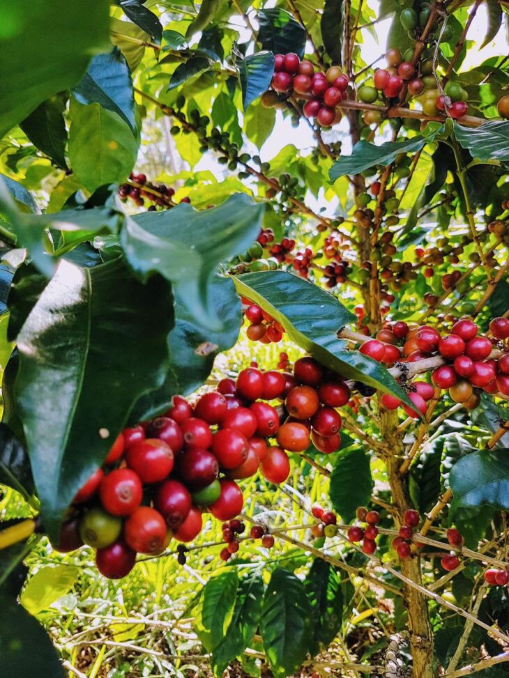 Consumo de café no Brasil cresceu 1,34% em 2020, o que representa 21,2 milhões de sacas de 60 quilos (Foto: SonImage)