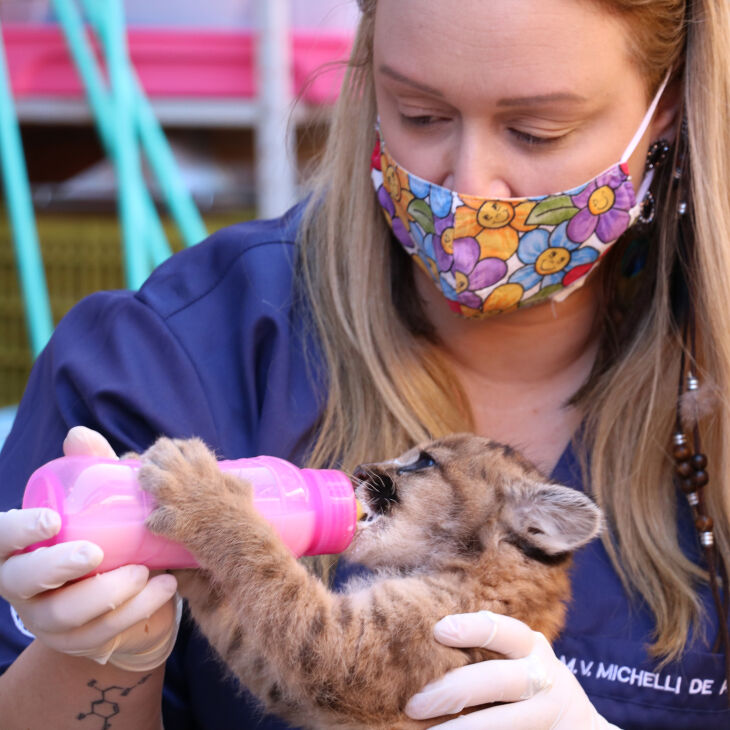 Pelo menos 50% dos animais resgatados conseguem voltar à natureza (Fotos: Divulgação/Geas/UPF)