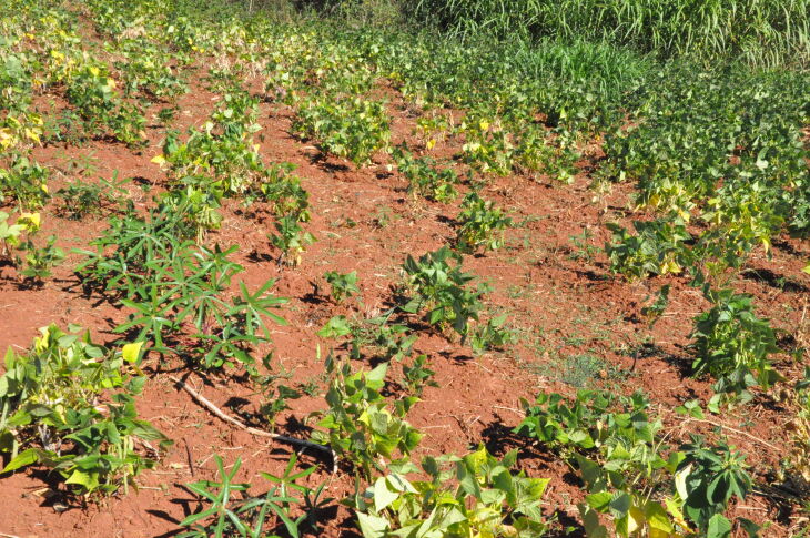 Plantações de feijão também foram afetadas pela escassez de chuvas. (Foto: Luciano Breitkreitz/ON)