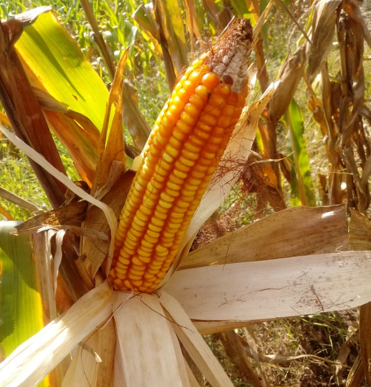 A massa colhida apresentou espigas e grãos de tamanho reduzido, dificultando a operação de separação do restante da planta (Foto: Divulgação/Emater)