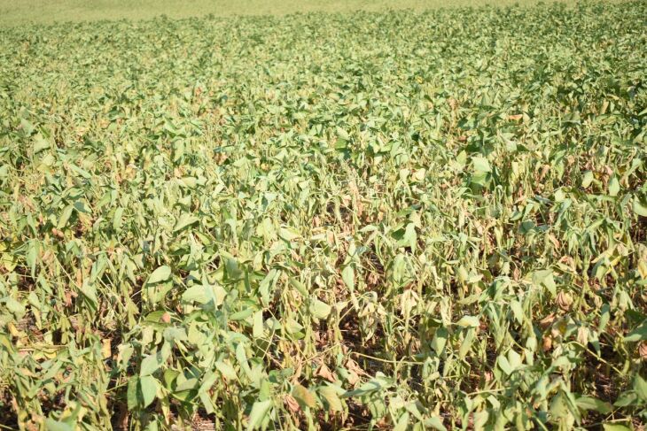 Soja pode ter perdas de 50% em lavouras plantadas no cedo. (Foto: RTC/CCGL)