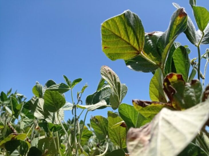 As lavouras em maturação totalizam 3% enquanto 20% ainda está em fase de germinação e desenvolvimento vegetativo (Foto: Divulgação Emater/RS-Ascar)