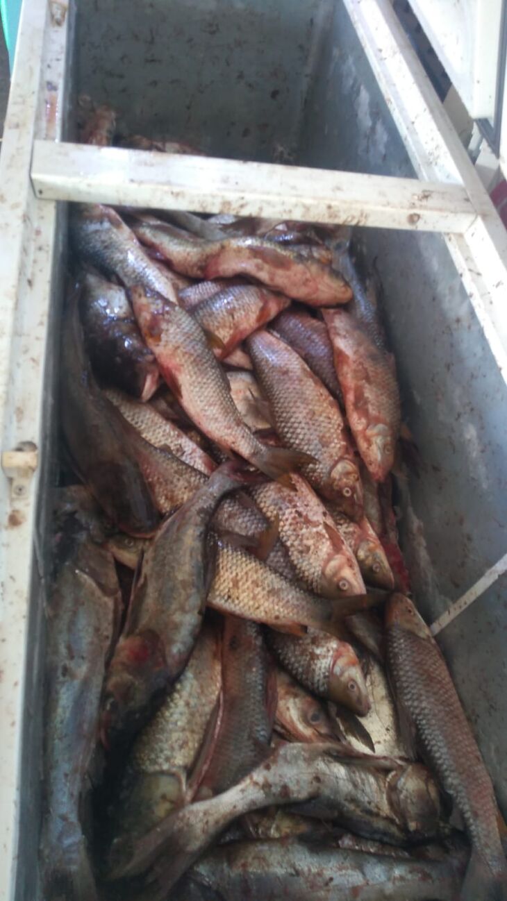 Mais de 100 quilos de pescado foram apreendidos no local. (Foto: 3° Batalhão Ambiental da Brigada Militar de Passo Fundo)