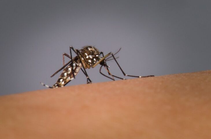 Bairro Petrópolis é, atualmente, o local com maior número de focos positivos do Aedes aegypti. (Foto: Fiocruz Imagens)