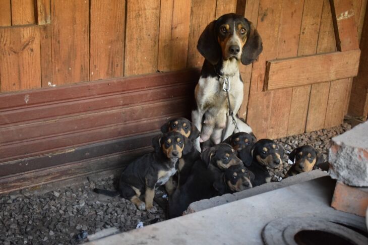  Cães estavam visivelmente, magros, alguns com ferimentos