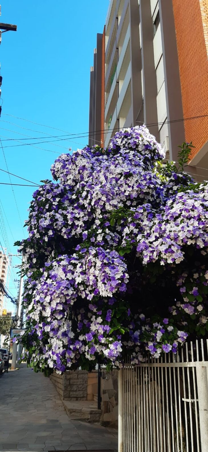 Árvore "Primavera" trouxe os primeiros indícios da estação. (Foto: Gerson Lopes/ON)