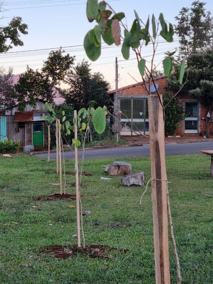 As ações, em parceria com a prefeitura municipal, já plantaram mais de 500 mudas no últimos anos. (Foto: Divulgação/RGE)