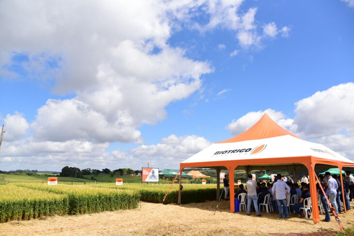 Mais de 300 pessoas estiveram presentes no dia de campo, que apresentou novas tecnologias no trigo e proporcionou uma troca de informações com a assistência técnica. (Foto: Divulgação Biotrigo/Diogo Zanatta)