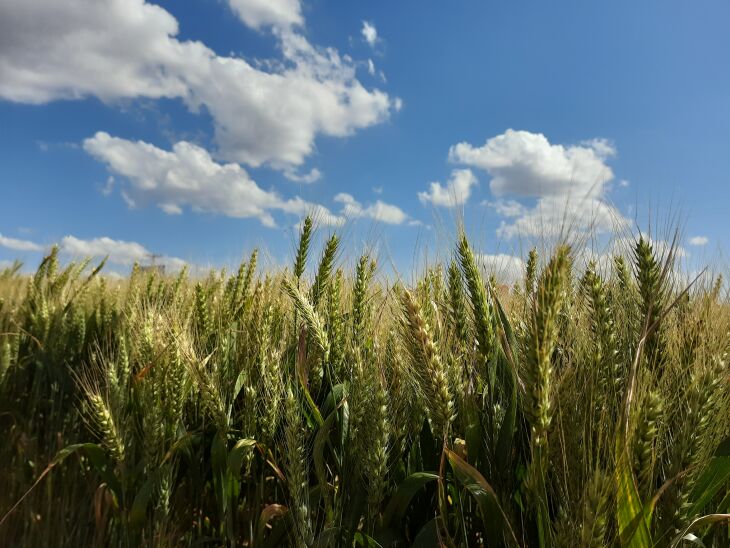 Área cultivada supera 1,4 milhão de hectares no Estado. (Foto: Isabel Gewehr/Arquivo ON) 