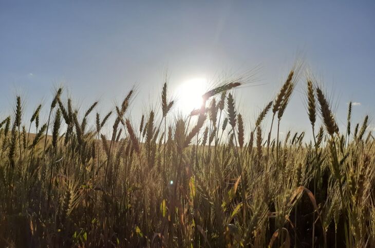 Tempo seco e firme tem colaborado para colheita de grãos de inverno.