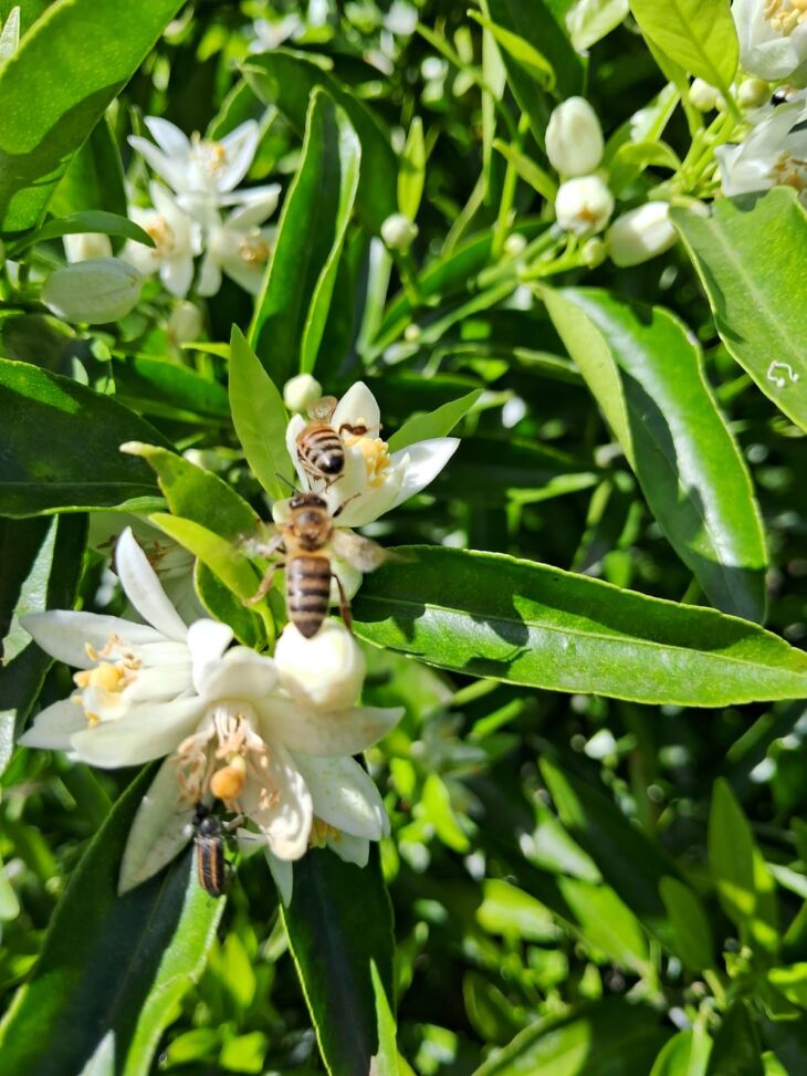 Geada do último fim de semana já deixou as flores um pouco queimadas Floração está desuniforme devido aos picos de temperatura Árvore de pêssegos já está com flores e frutos