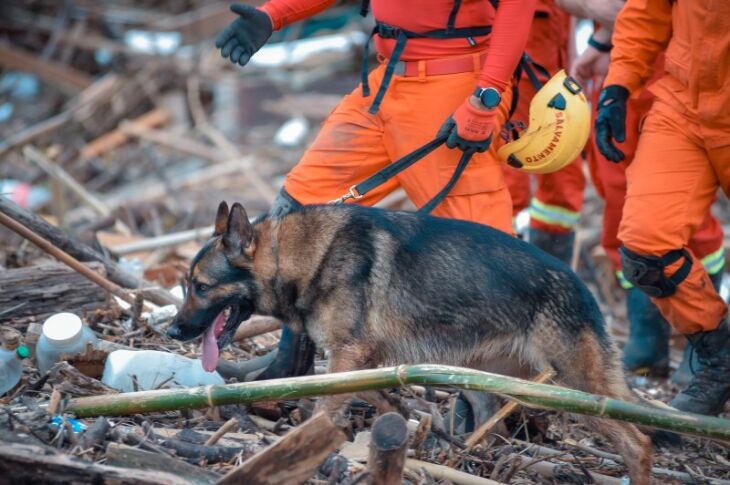 FOTO - CBMRS atua nas buscas com 11 cães - cinco do Rio Grande do Sul, três de Santa Catarina e três do Paraná 