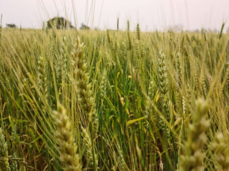 Nos 42 municípios que compõem a Regional de Passo Fundo, foram plantados mais de 136 mil hectares na safra de 2023