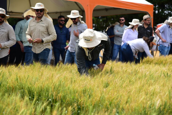 Os três lançamentos da Biotrigo em 2023 passarão pelo processo de multiplicação a partir da próxima safra e estarão disponíveis ao agricultor em 2025. Foto: Divulgação Biotrigo/Diogo Zanatta