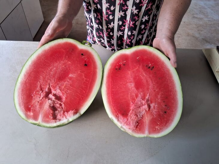 Melancias produzidas pelo agricultor Mércio podem ser encontradas na Feira do Produtor da Gare - Foto: Divulgação