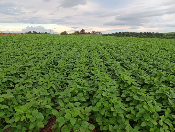 Conforme o Informativo Conjuntura da Emater, a estimativa de plantio para a Safra 2023/2024 é de 6.745.112 hectares, e a perspectiva de produtividade é de 3.327 kg/ha.