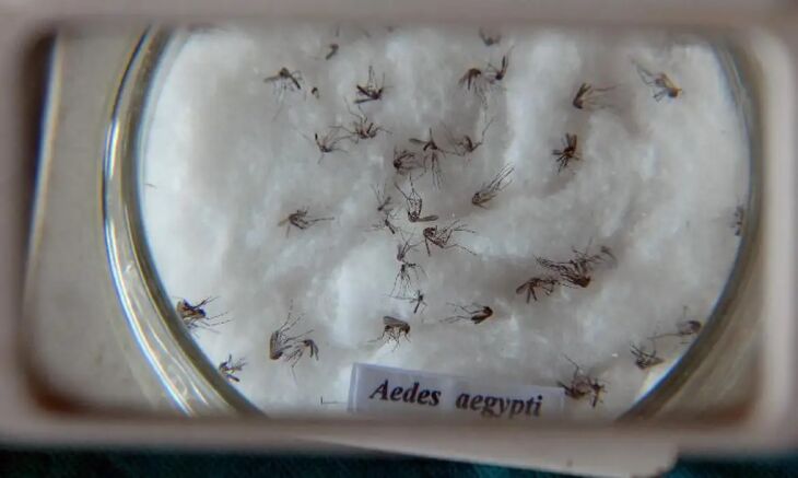 Aedes aegypti: 75% dos criadouros estão nos domicílios - Foto-Agência Brasil