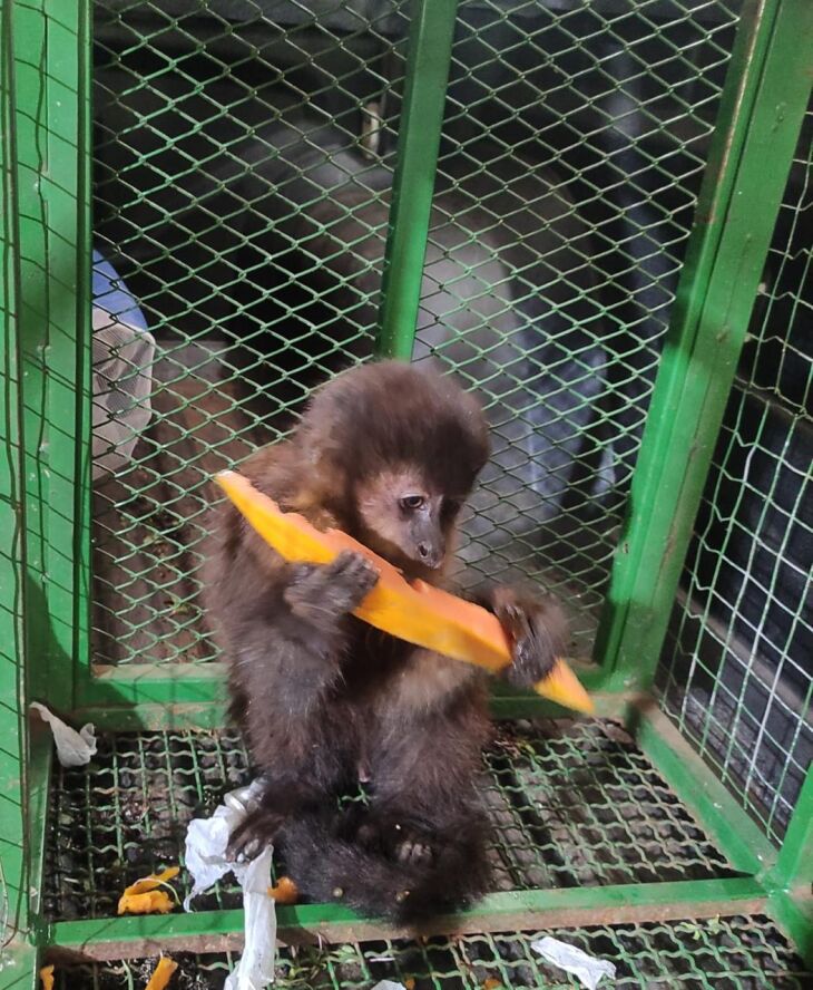 O macaco estava em cativeiros e em condições de maus tratos  Foto: Divulgação/BABM 