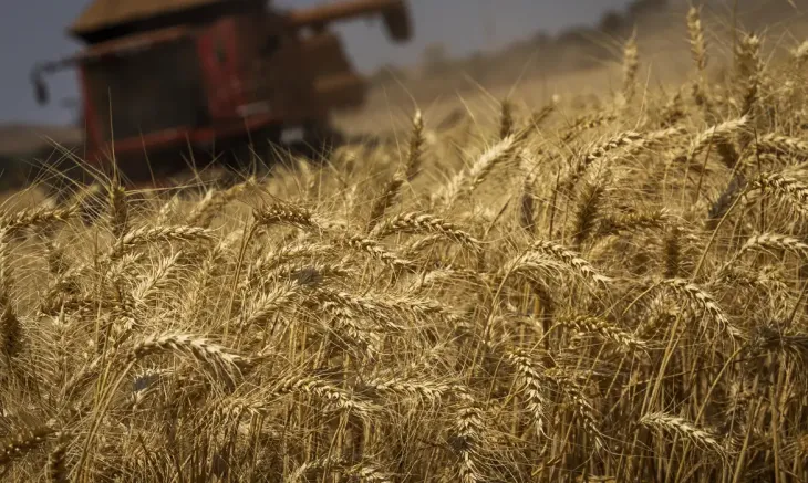 A produtividade prevista para o trigo é de 3.100 kg/ha, o que representa elevação de 77,04%, quando comparada aos 1.751 kg/ha obtidos na safra anterior (IBGE) Foto - Agência Brasil