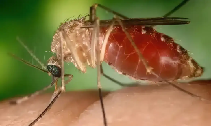 Maruim: mosquito transmissor da Oropouche – Foto-CFF-Divulgação