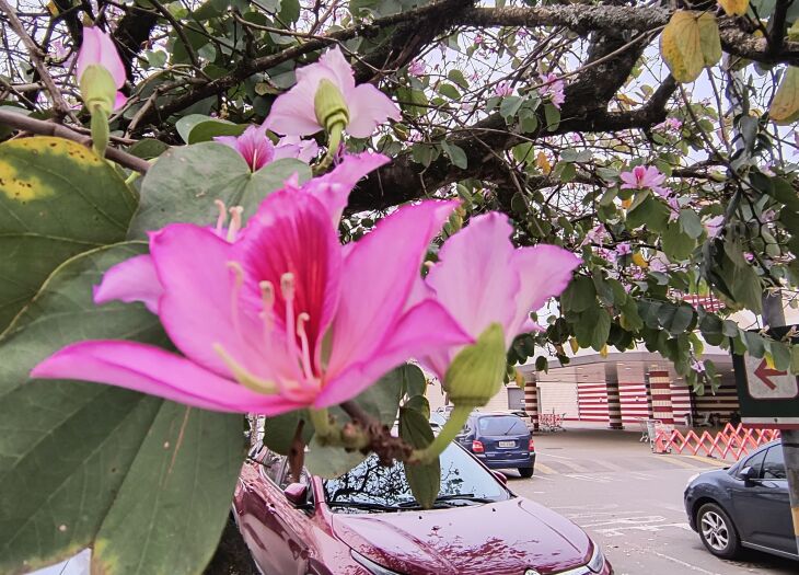 As flores no estacionamento do Bourbon Shopping prenunciam a chegada da primavera - Fotso – LC Schneider-ON