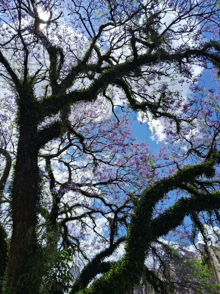  Altos e baixos: primavera sendo primavera -  Foto – Gerson Lopes-ON