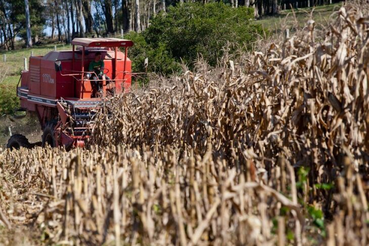 Redução na produção de milho na região pode chegar a 200 mil toneladas