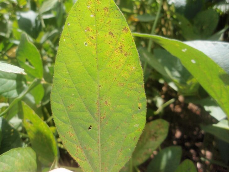 Produtores têm adotado boas práticas de manejo o que, aliado ao clima, diminuem a severidade da ferrugem na soja