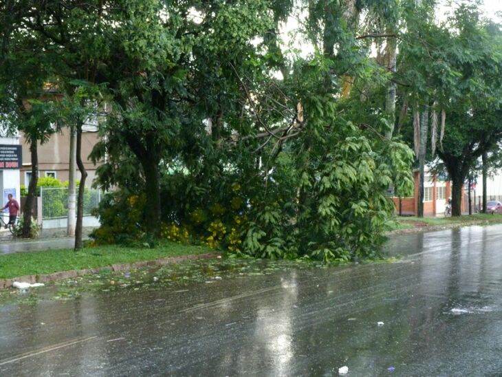 Galho caiu sobre a pista com o vendaval