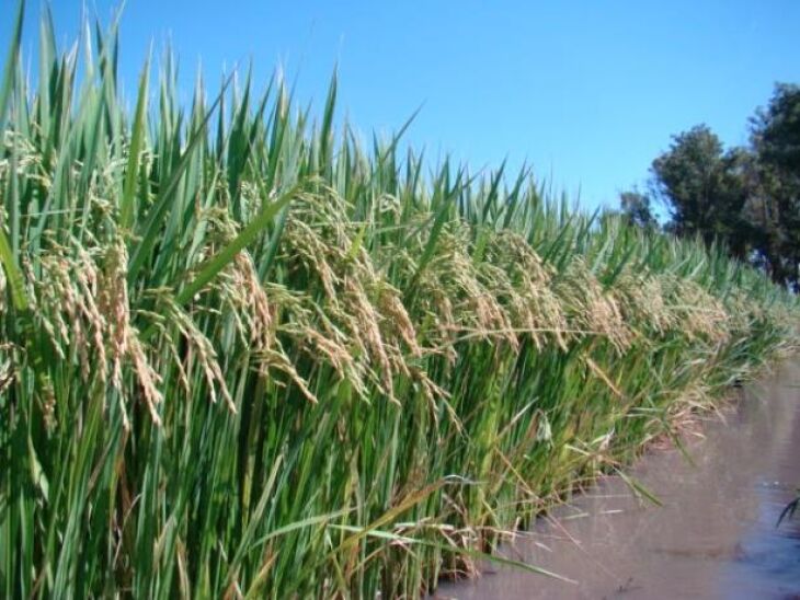 Área do cultivo de arroz no Estado é de 1.098.097 hectares.