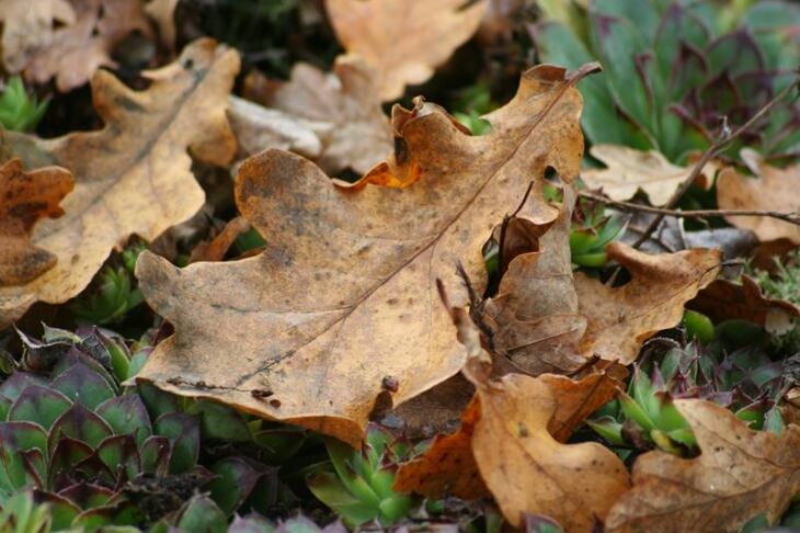 Temperaturas máximas deste outono tendem a ficar um pouco abaixo do padrão climatológico