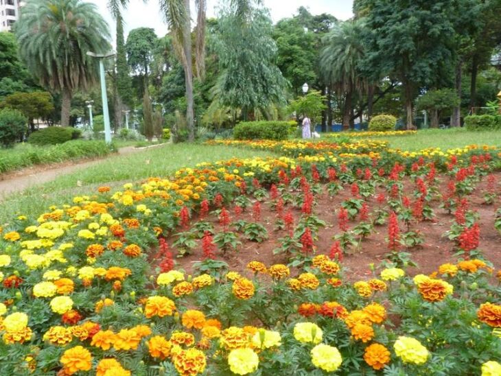 Cuidados são permanentes para manter o jardim florido