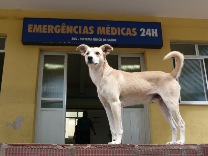 Vigilante, ele espera pacientemente pela alta do seu dono