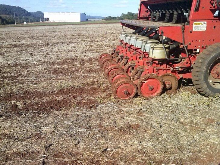 Produtores devem estar atentos à regulagem dos equipamentos no momento do plantio da canola para garantir a máxima eficiência