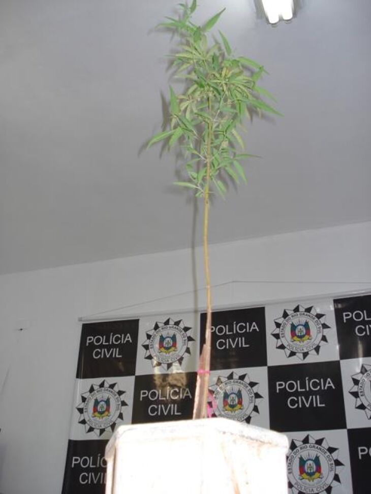 Pé de maconha era cultivado por traficante