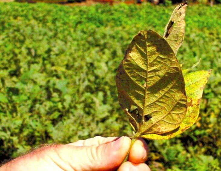 Após a colheita, grãos que sobram no solo podem germinar e dar origem a soja guaxa que é indesejada no período de implantação de uma nova lavoura