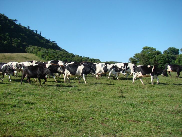 Entre as orientações para prevenir problemas no casco, deve-se evitar que os animais caminhem muito e, sobretudo, em terrenos com pedras