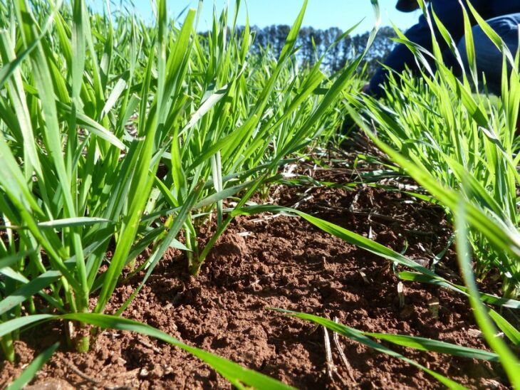 Caso umidade atrase muito o plantio do trigo, produtividade da cultura pode ser diminuída nesta safra