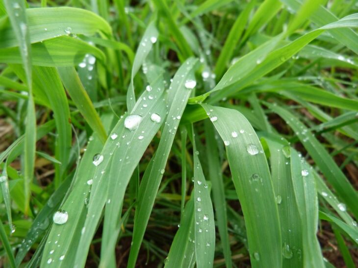 Excesso de umidade favorece a instalação de doenças e ainda diminui a disponibilidade de nutrientes no solo, podendo causar desnutrição nas plantas