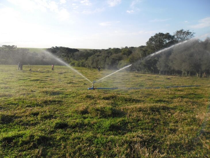 Irrigação de pasto garante alimentação para o gado