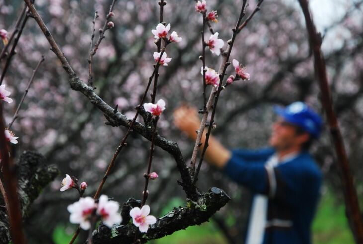 Produtores estão procedendo a poda de frutíferas em função da brotação antecipada