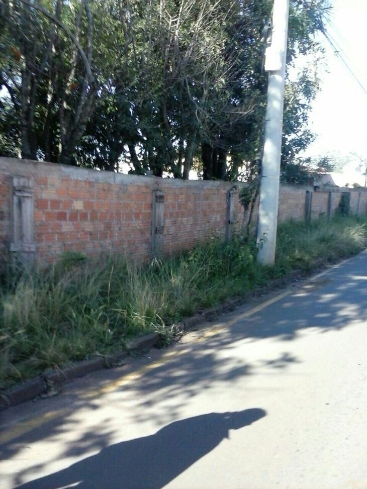 Pedestres transitam na rua porque passeio público está obstruído pelo mato