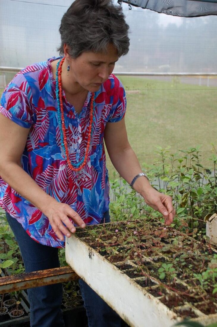 Pesquisadora destaca a alta resiliência e valor ambiental da planta para a técnica do telhado verde