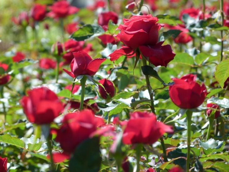 Produtor destaca que produz oito cores de rosas, no entanto, a vermelha é a mais procurada