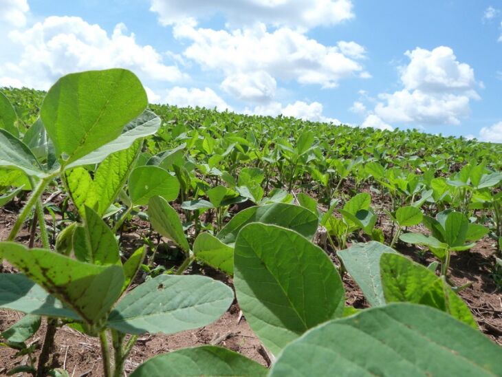 Soja apresenta bom padrão de desenvolvimento inicial das áreas cultivadas na região. Expectativa é de bom rendimento caso o clima colabore